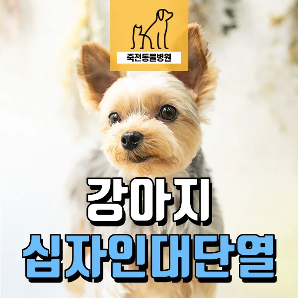 강아지 뒷다리 저는 이유 2026: 십자인대 단열·슬개골 탈구 수술 사례