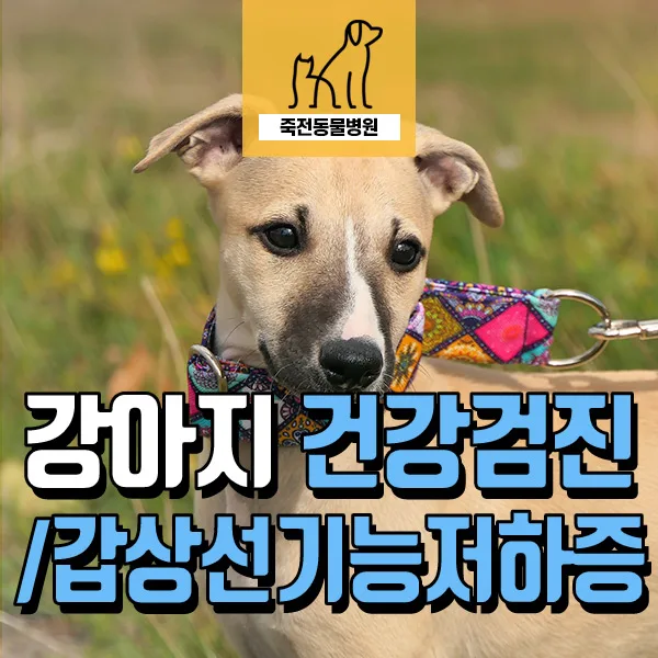 강아지 갑상선 기능 저하증: 체중 증가·피부 농피증 원인과 치료 2026