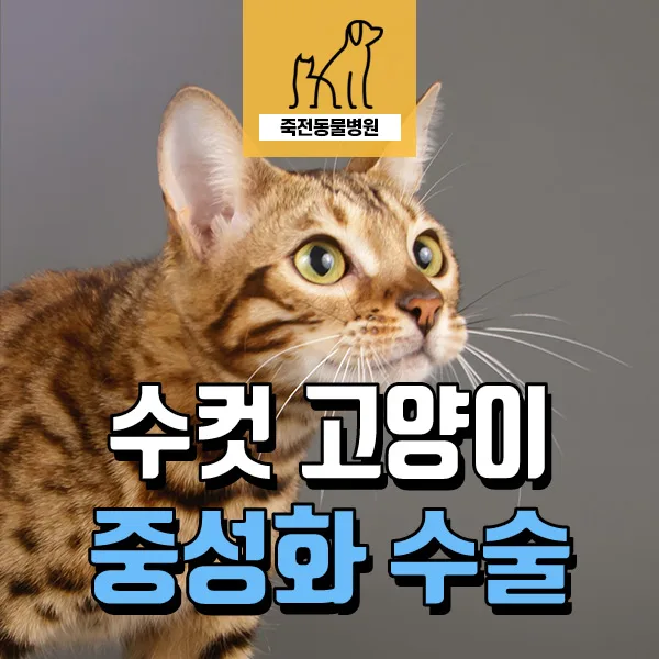 수컷 고양이 발정기 행동 완화와 중성화 효과 2026년 총정리