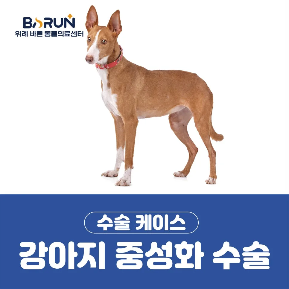 강아지 중성화 수술, 산성역 동물병원에서 알아야 할 모든 것 (2026)