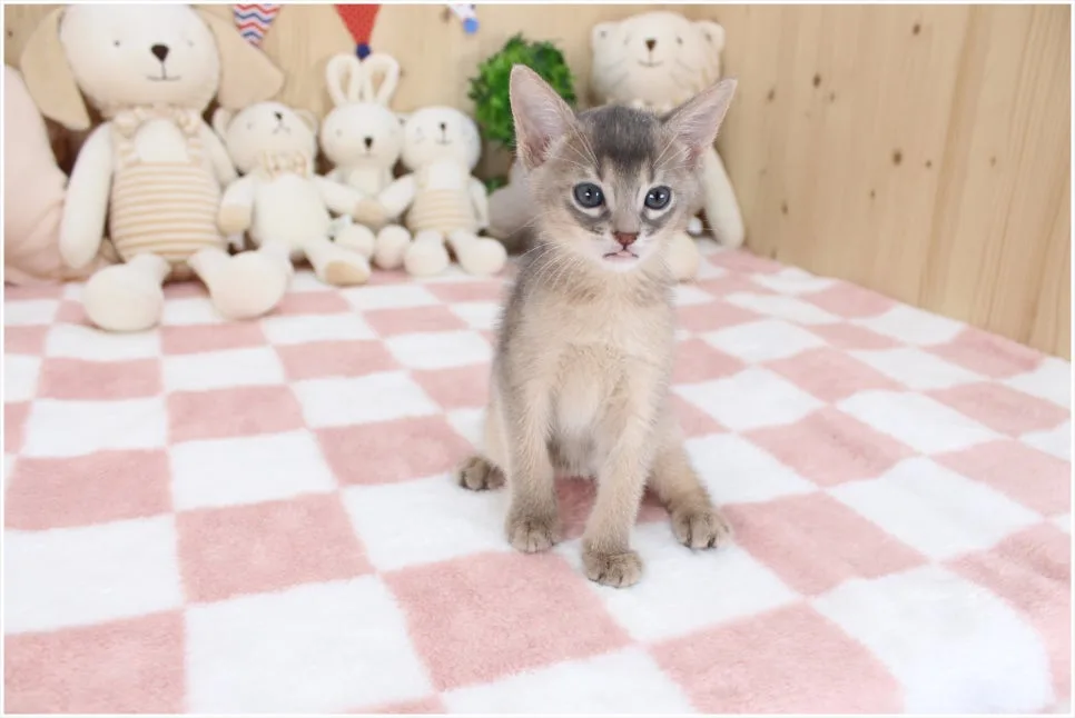 아비시니안 분양가 2026: 건강한 고양이 입양 가이드