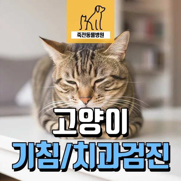 고양이 기침 원인 2026: 기관지염, 천식, 치과 문제 총정리