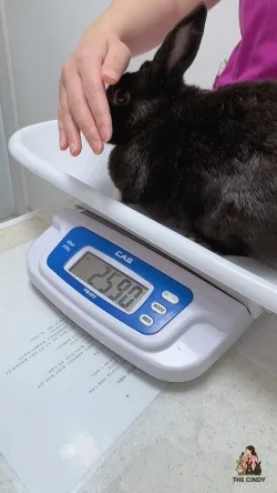 토끼 베사메 2달 복용 후기: 만니 검진 결과와 추가 검사 2026