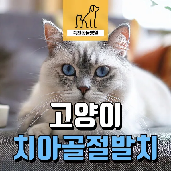 고양이 송곳니 골절 시 발치 치료, 2026년 최신 정보 총정리