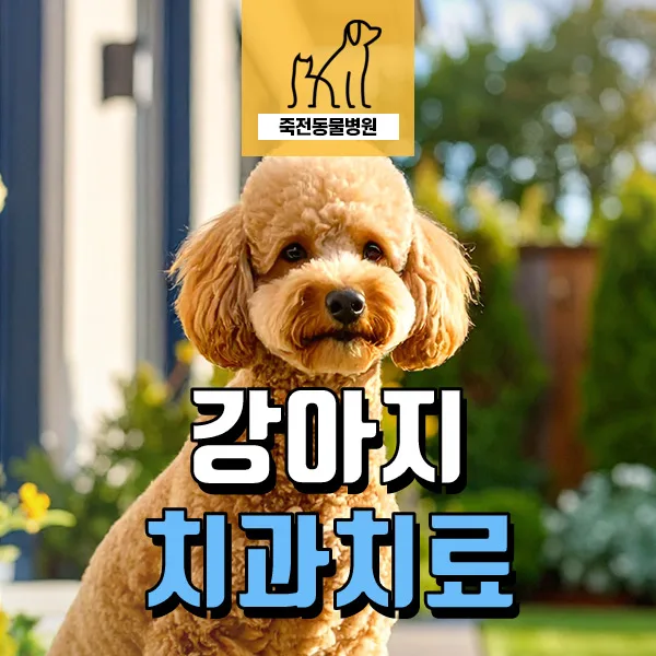 9살 푸들 전발치 수술: 잇몸 고름 원인과 치료 과정 2026