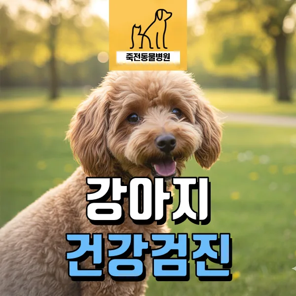 11살 노령견 건강검진 항목과 필요성 2026년 완벽 분석