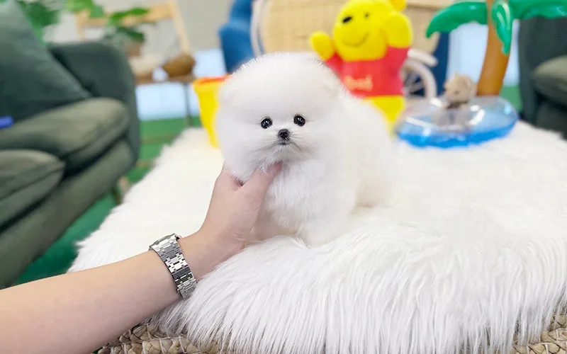별내 강아지 분양 2026: 건강한 반려가족 찾는 법 완벽 가이드 2