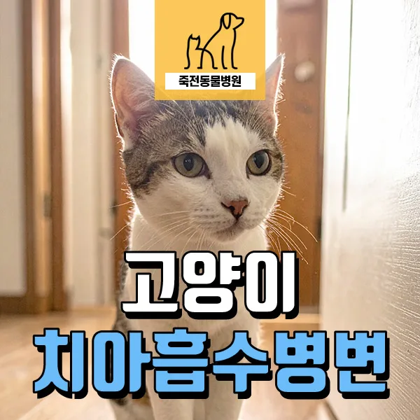초기 신부전 고양이 치과 치료, 마취 안전할까? 2026년 최신 정보