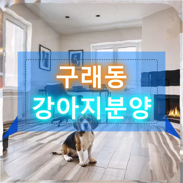 은퇴 후 외로움 극복: 슈나우저 초코와의 행복 찾기 2026