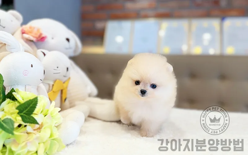 2026년 강아지 분양 방법: 초보 견주를 위한 전문가 가이드 2