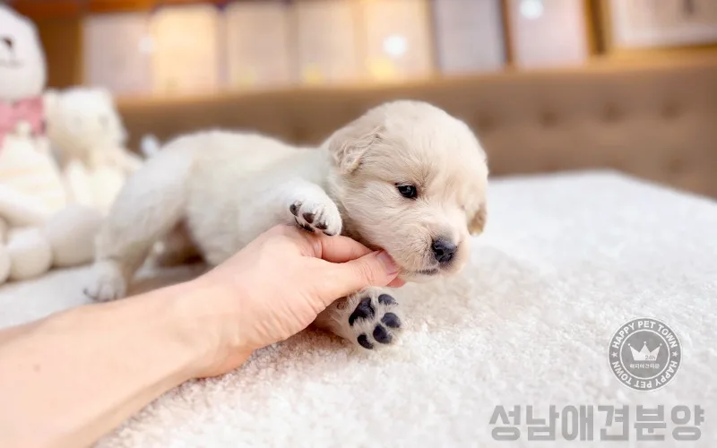 골든 리트리버 가정 분양 2026: 성남 인연 찾기, 비용과 조건 완벽 분석 2