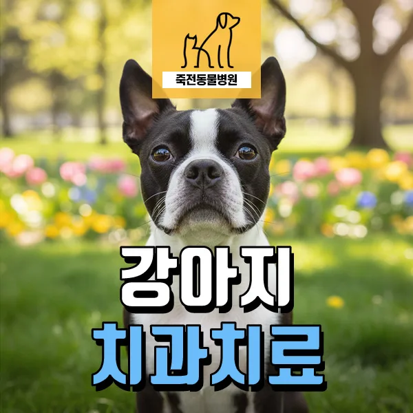 강아지 눈 밑 부기, 치아 문제일까? 2026년 진단과 치료 가이드