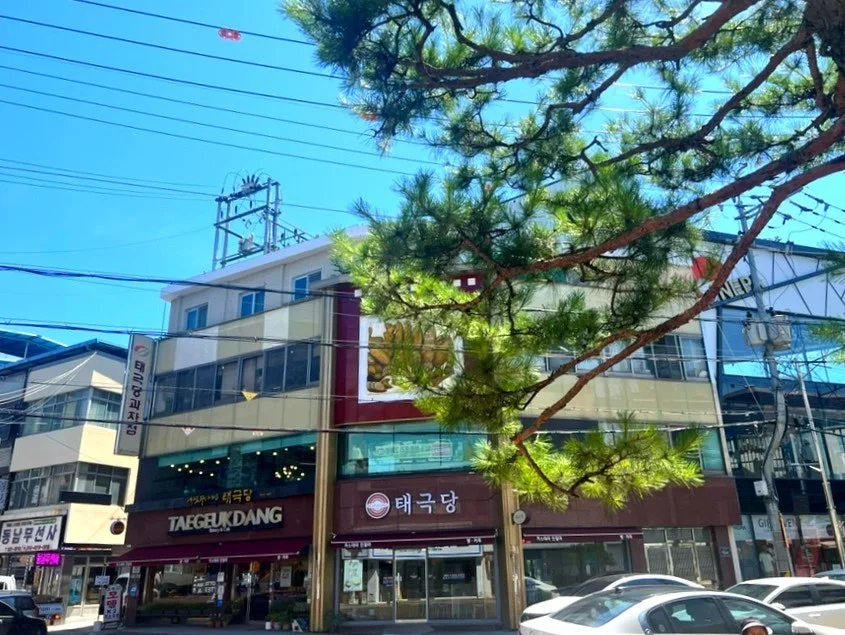 영주 태극당 인절미 카스테라 2026년 맛집 탐방 및 구매 가이드