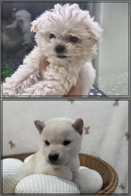 서울 강아지 분양, 성견 입양으로 특별한 반려견 만나는 법 2026 2