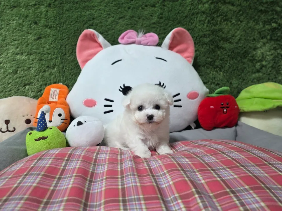순천 강아지 분양 2026: 반려견 등록까지, 초보 견주 경험담