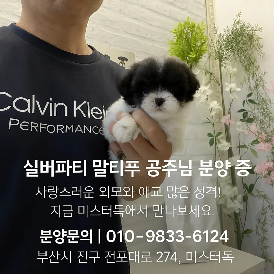 실버 파티 말티푸 '유니' 분양 2026: 특별한 반려견 찾는 법