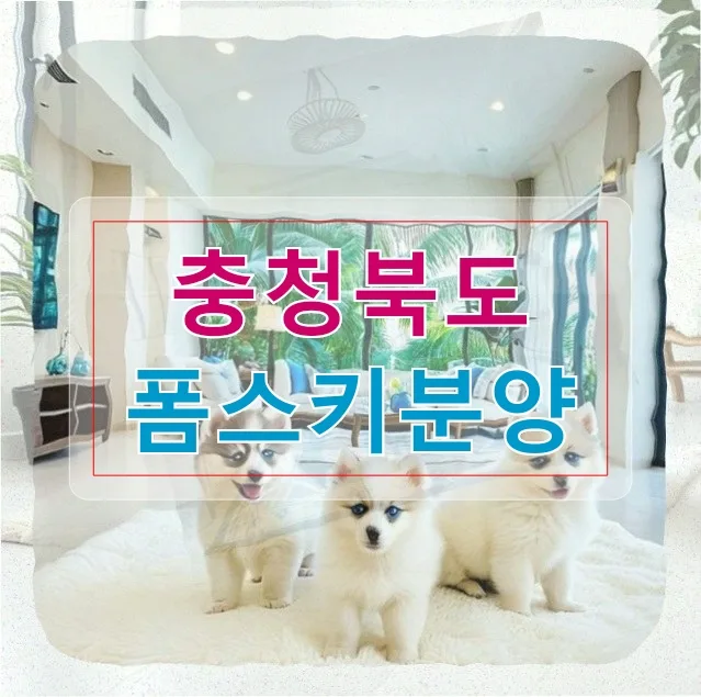폼스키 분양 후 구토·설사, 80만원 강아지 건강 비상 2026