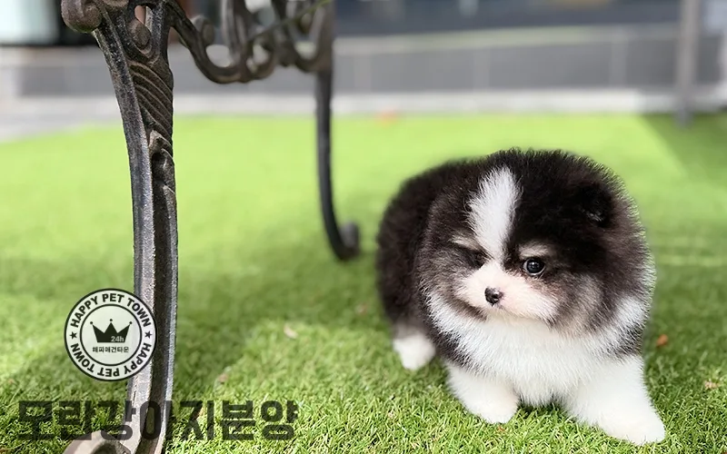 모란강아지분양 2026: 믿을 수 있는 애견샵 선택 가이드 2