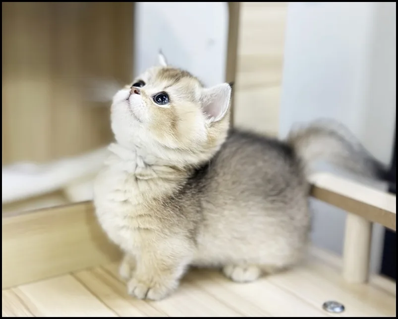 의왕 고양이 분양, 2026년 믿을 수 있는 곳 찾는 법 완벽 가이드