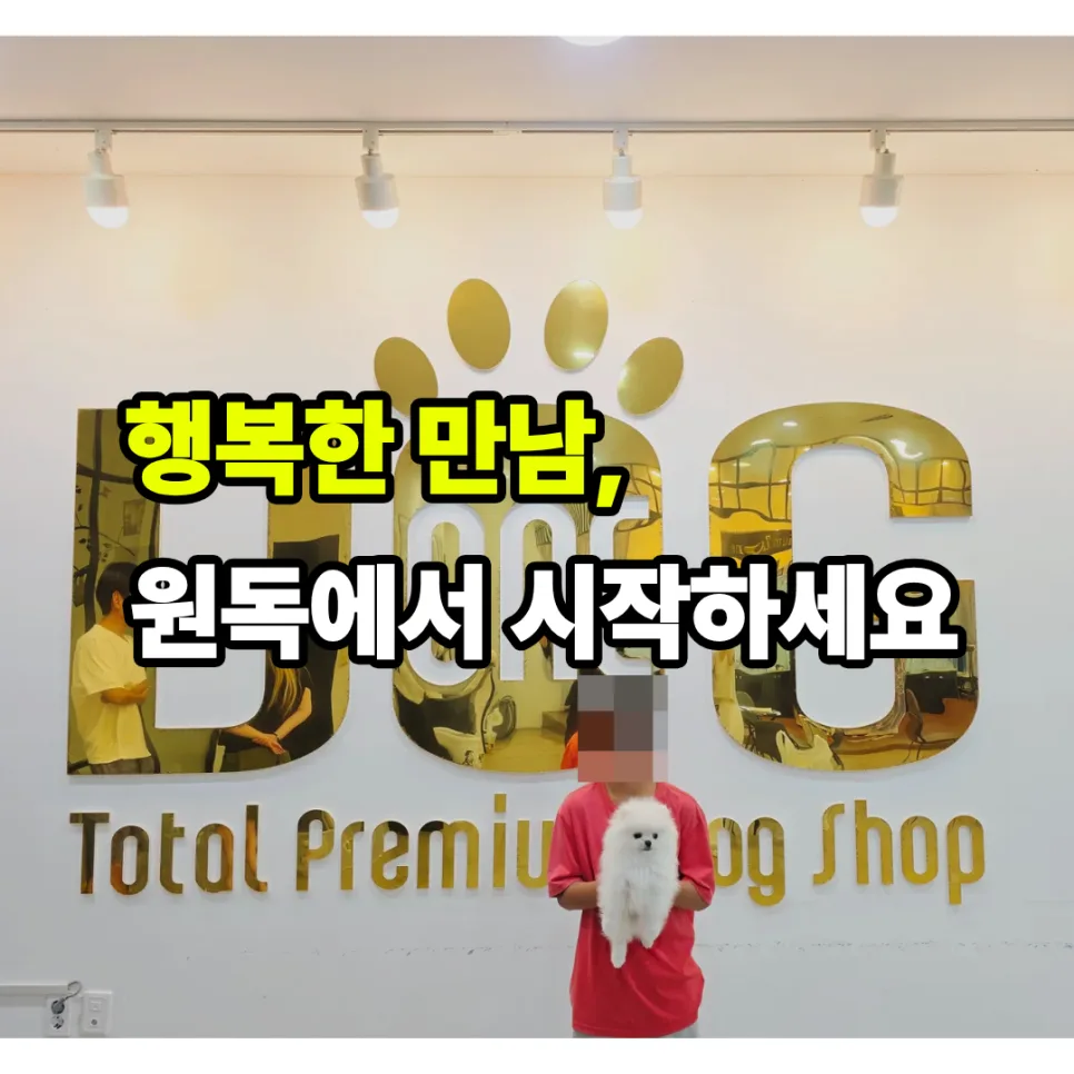 세종시 강아지 분양: 11년 믿음의 원독, 프리미엄 포메라니안 입양 후기 2026 2