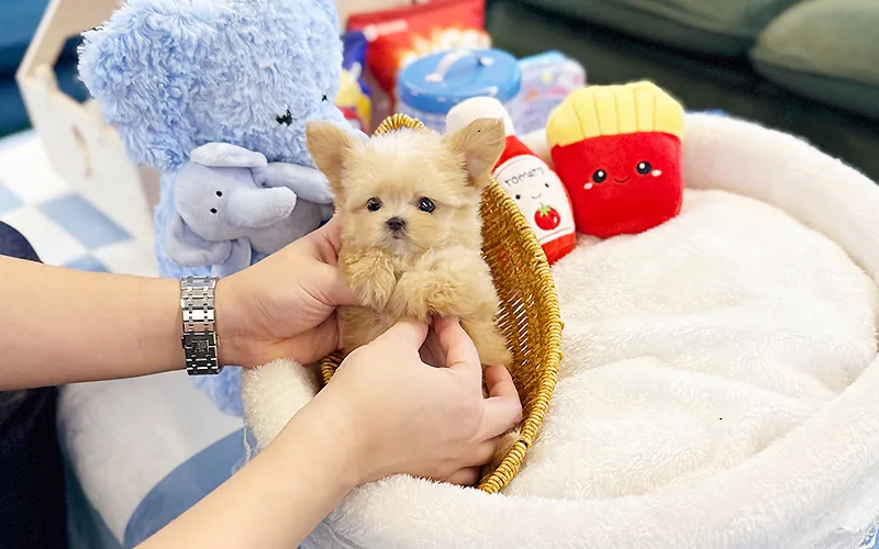 강동 강아지 분양 2026: 해피애견타운 믿을 수 있는 선택 가이드 3