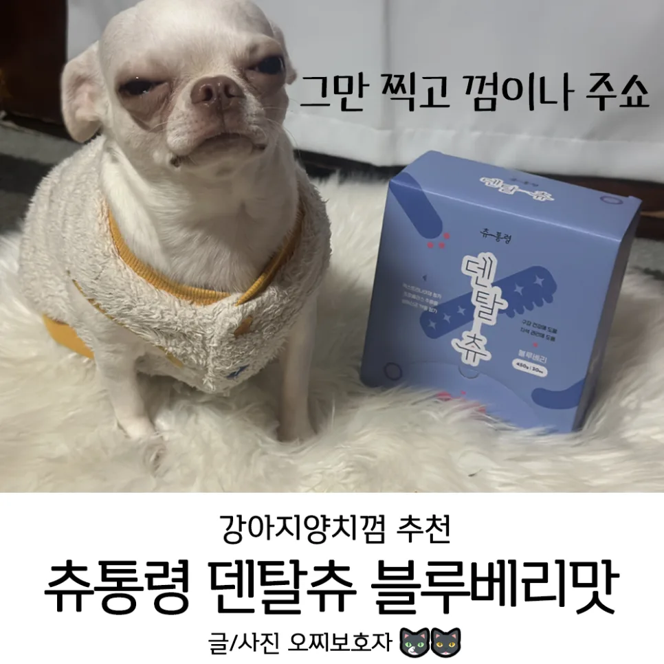 강아지 양치껌 덴탈츄, 치석 제거 효과와 급여량 2026년 총정리