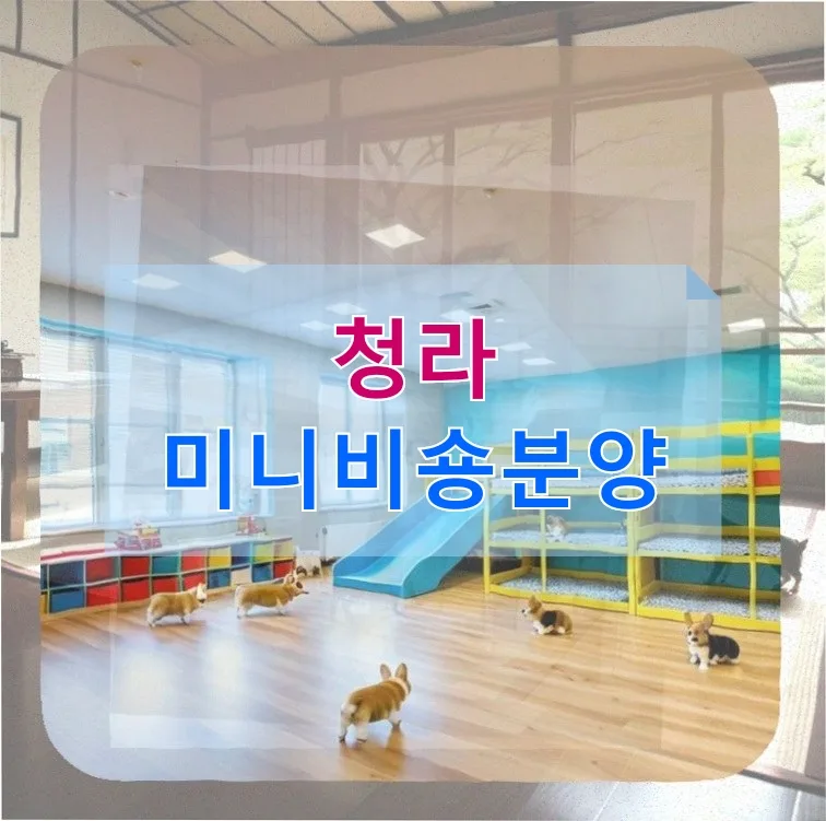 청라 미니비숑 분양, 해외 이주 동반 절차 완벽 가이드 2026