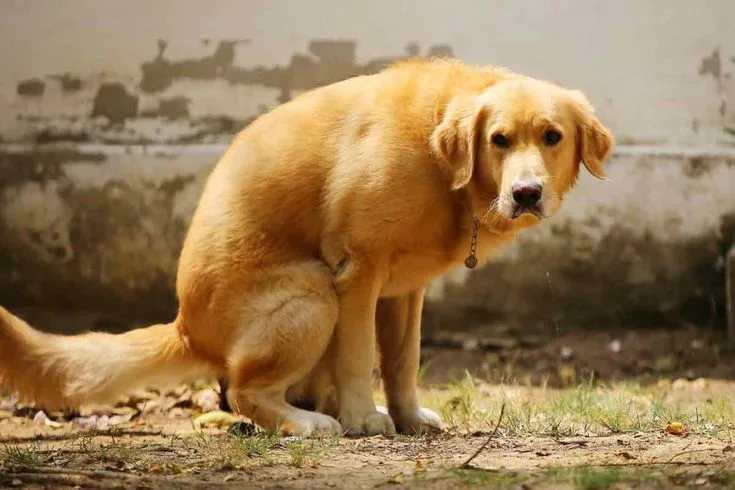 강아지 변 색깔별 건강 신호 2026년 총정리