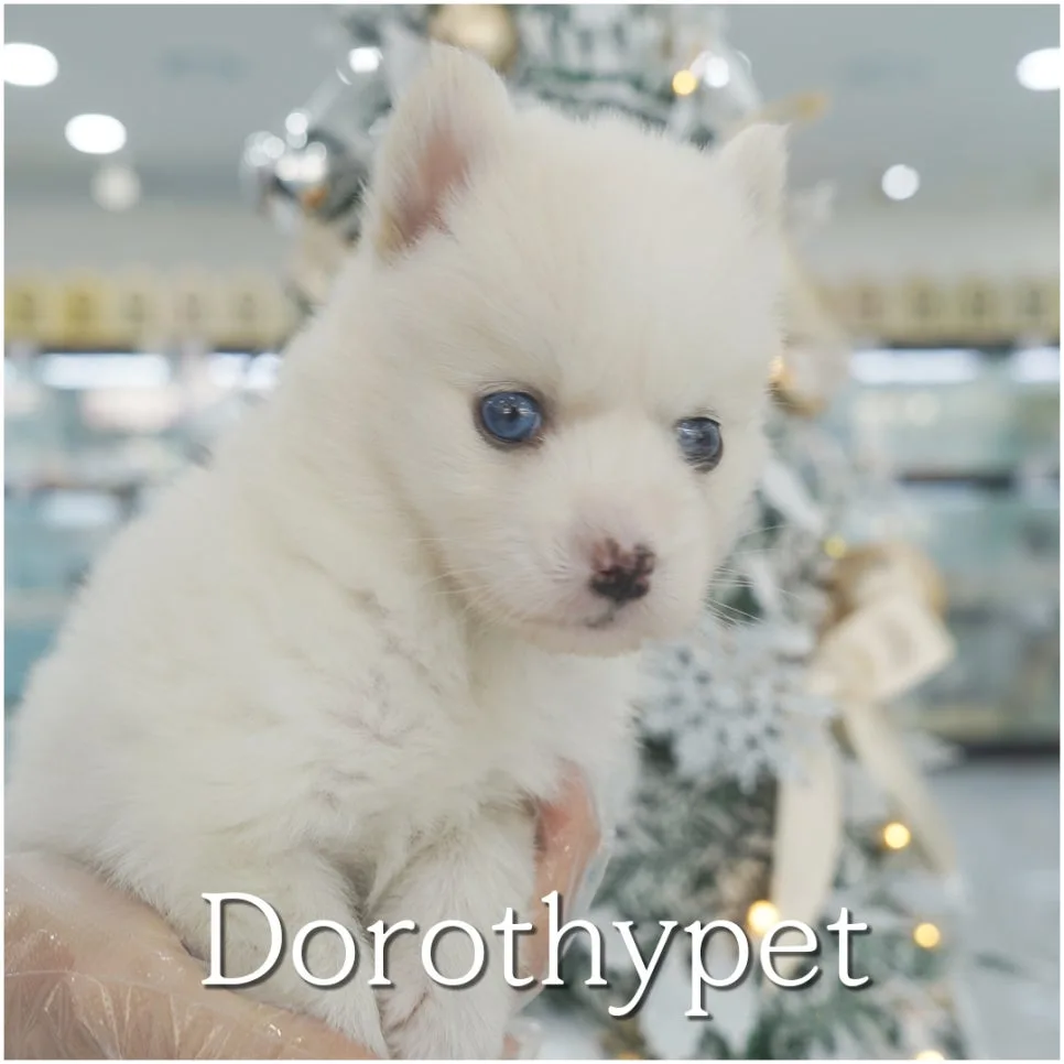 Choosing a Pomsky Puppy in 2026: A US Guide