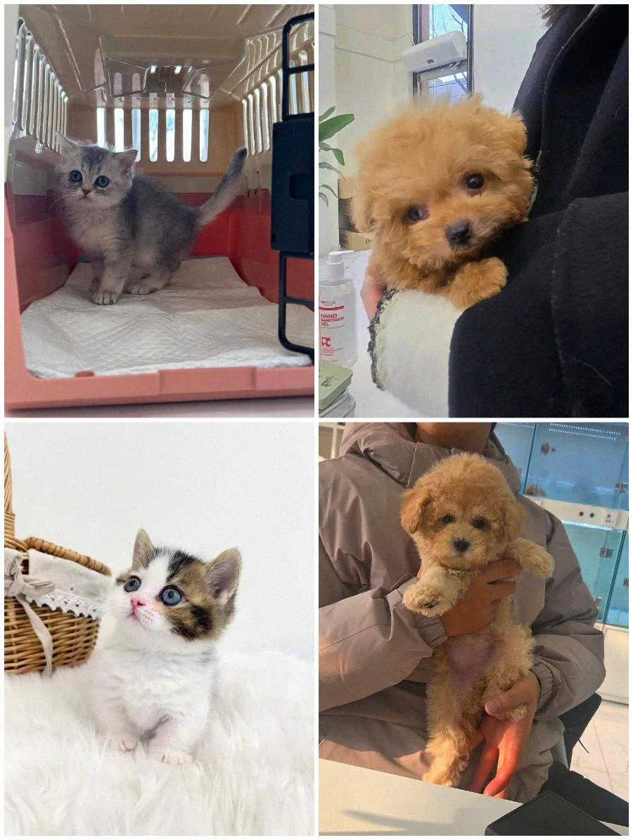 수원 강아지 분양 2026: 입양 전 필수 확인 사항 총정리