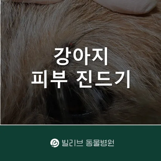 강아지 진드기 감염 증상과 예방법 2026년 완벽 정리