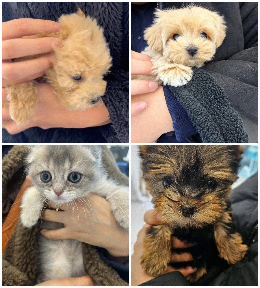 수원 강아지 분양 2026: 건강한 반려견 찾는 법 & 주의사항 총정리