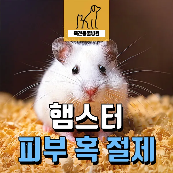 햄스터 겨드랑이 혹, 수술로 제거하는 방법 2026