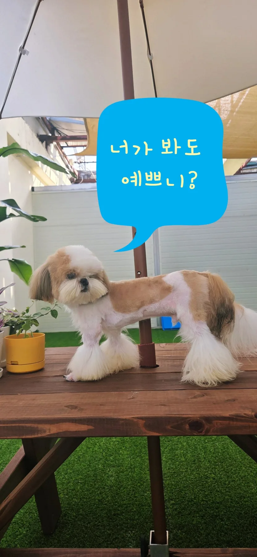 애견미용자격증 3급 넘어 펫스타일링까지 배우는 법 2026