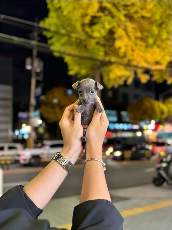 아이쥐 가정분양 2026: 블리독 입양 절차 완벽 가이드 2