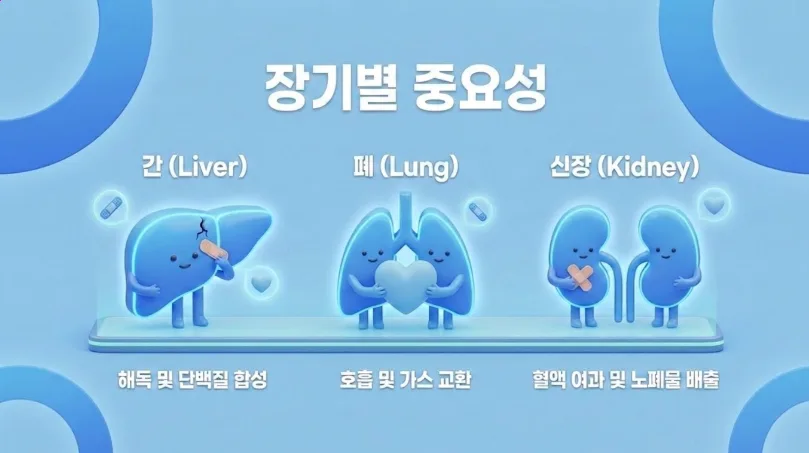 간, 폐, 신장 건강검진 필수 확인사항 2026: 보맵 전문가 분석 2