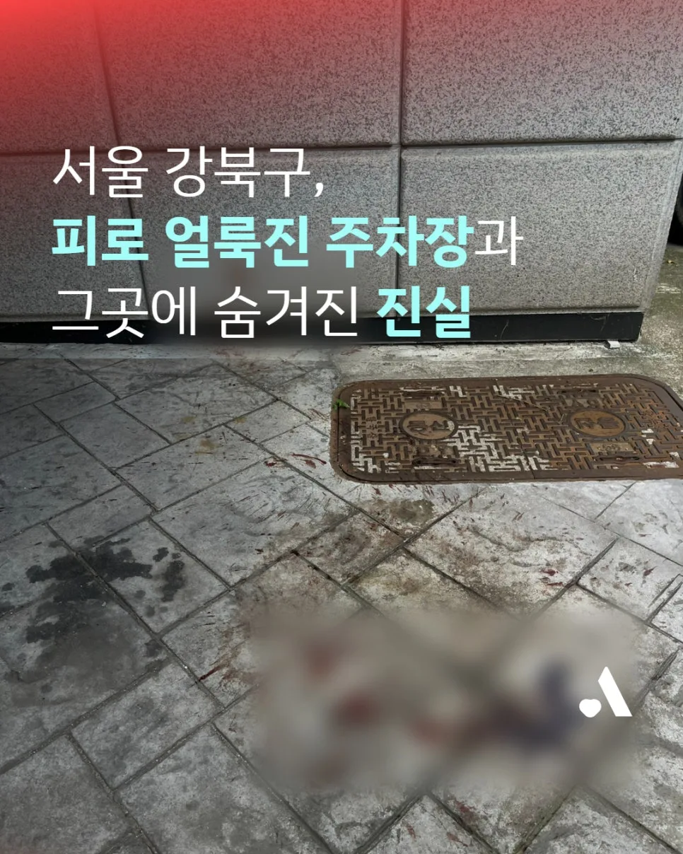 서울 강북구 고양이 학대 사건 2026: CCTV가 밝힌 진실