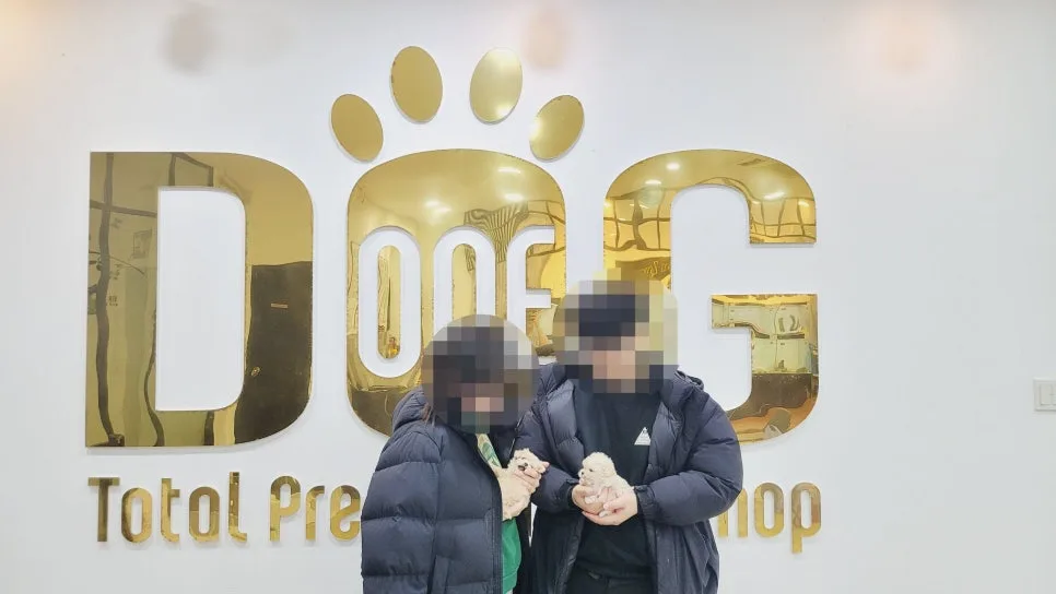 성남 말티푸 토이푸들 입양 후기: 반려묘와 합사 성공 비결 2026