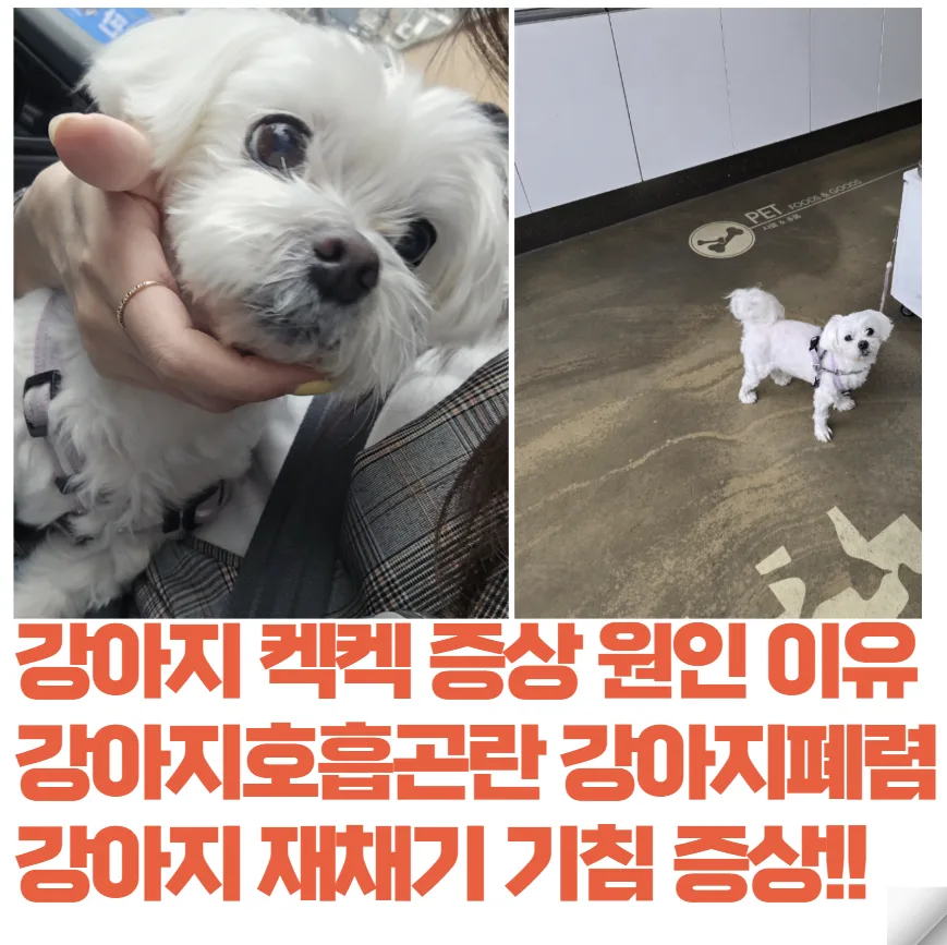 강아지 켁켁거림, 호흡곤란 원인 2026년 총정리