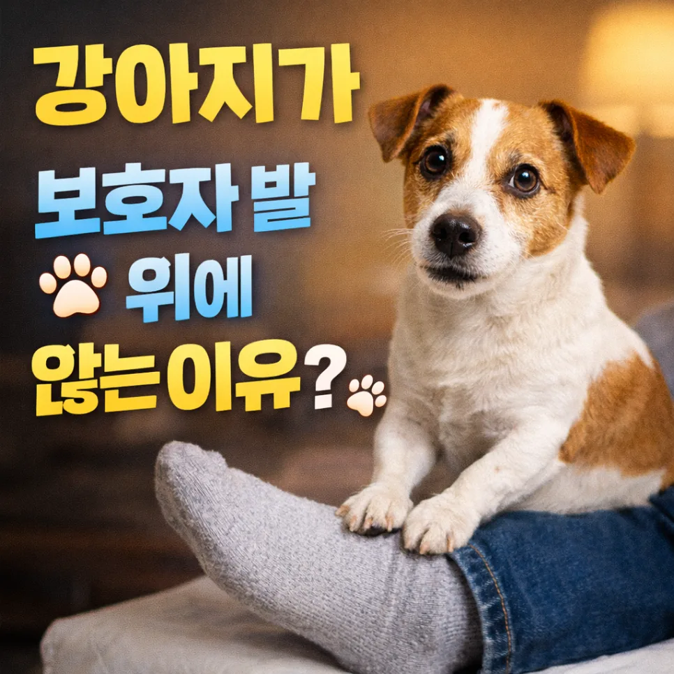 강아지가 발 위에 앉는 이유 5가지: 애정, 안정감, 보호본능 총정리 2026