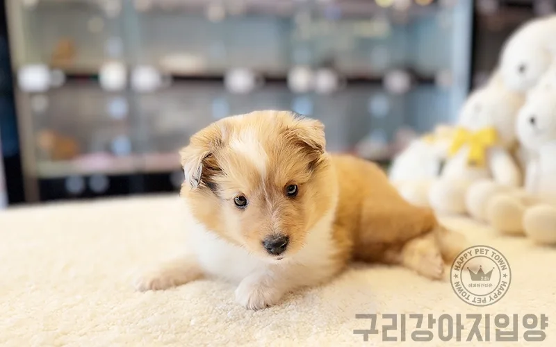 강아지 입양, 예상치 못한 행복 찾기 2026 3