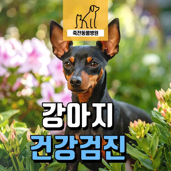 16세 노령견 기침과 쿠싱 의심 증상, 전문가 진단 2026