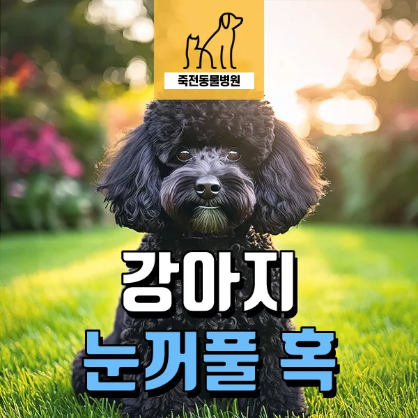 강아지 눈꺼풀 멜라노마 진단 및 치료 2026: 세침흡인검사 후기