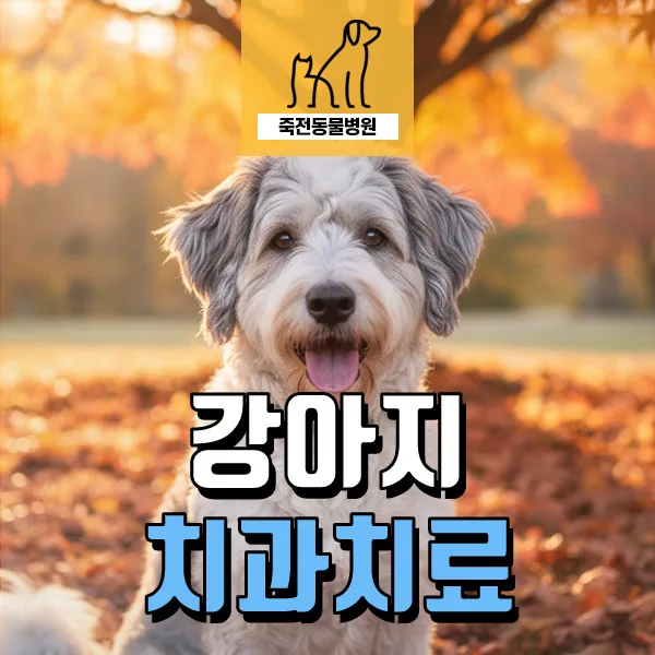 강아지 치아 흡수(융해) 원인과 치료법 2026년 총정리