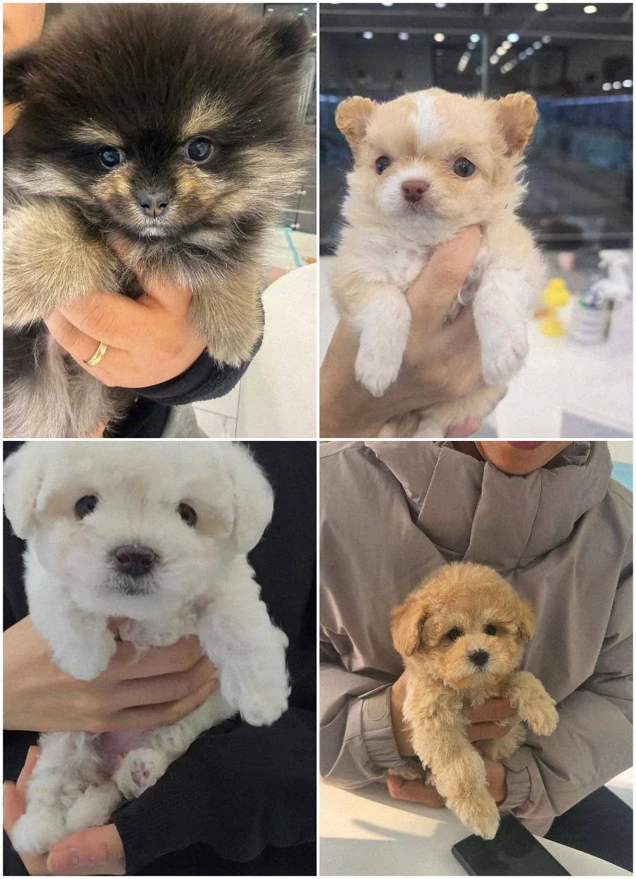 수원 강아지 분양 2026: 건강한 반려가족 맞이 가이드