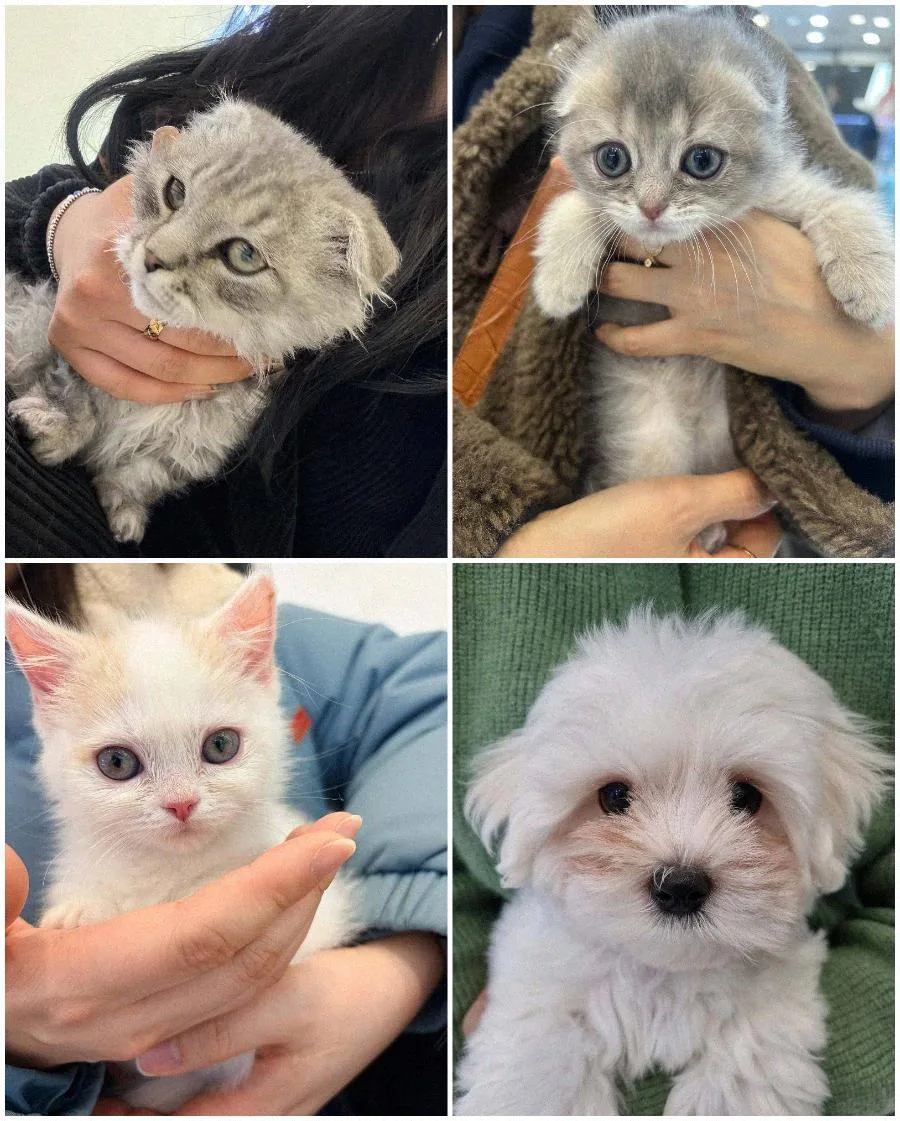 수원 강아지 분양 2026: 건강한 반려가족 맞이 가이드 2