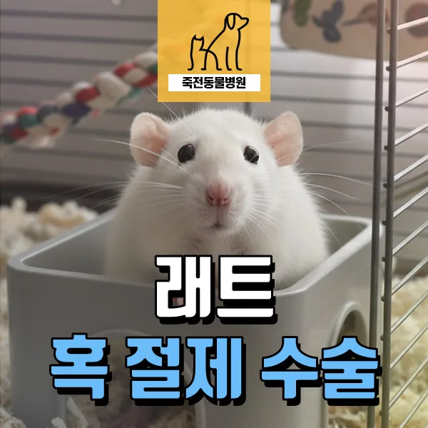 래트 아랫배 혹 제거 수술, 2026년 최신 정보와 주의사항