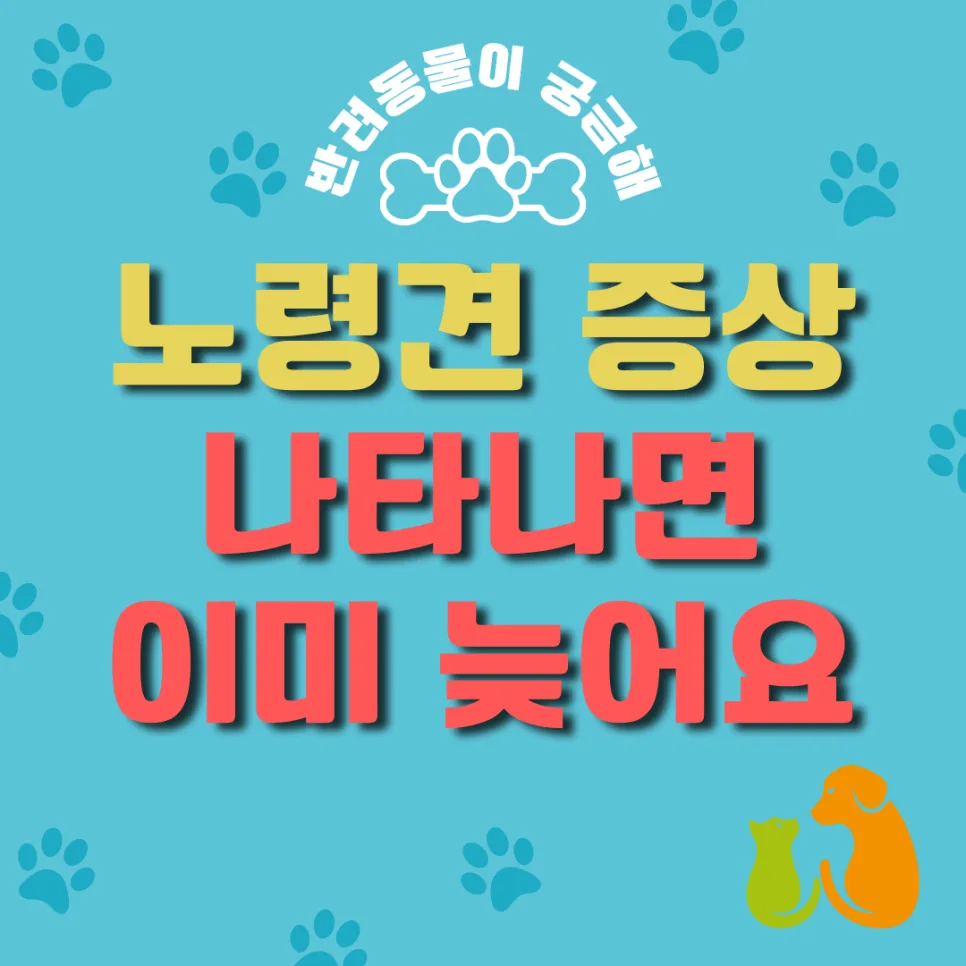 노령견 건강검진, 증상 전 필수인 이유와 시기 2026