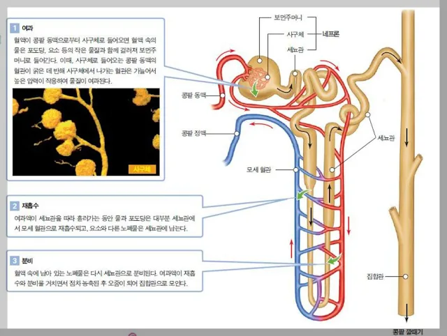 2026년 콩팥 기능과 오줌 생성 과정 완벽 정리