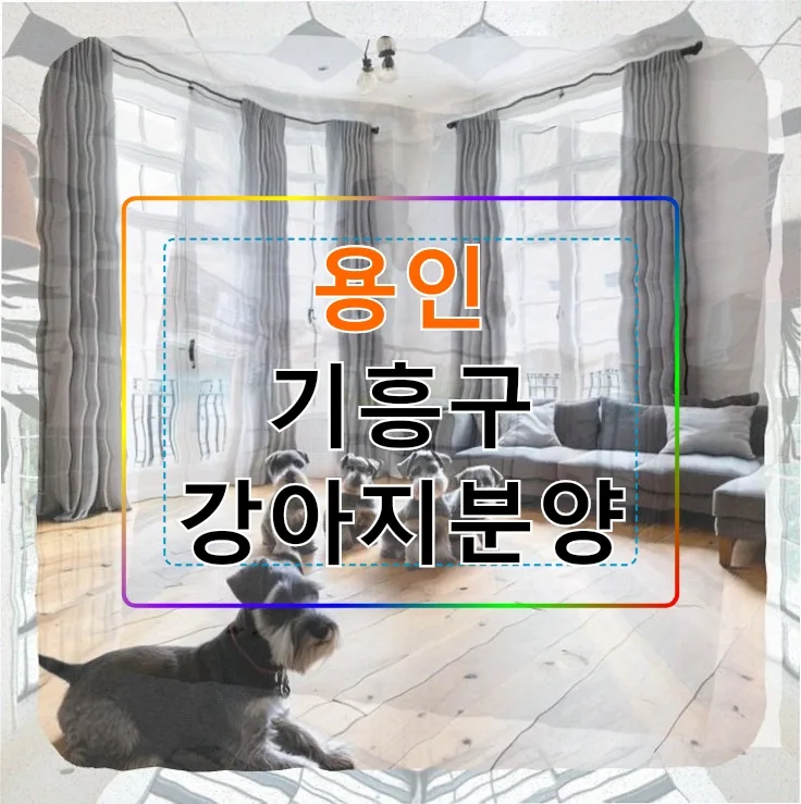 용인 기흥구 강아지 분양, 새 가족 맞이 준비 2026